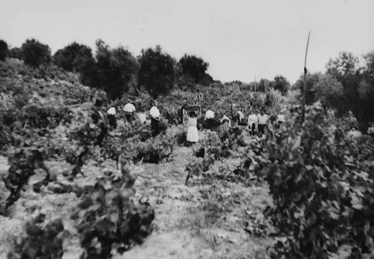 svj-vintage_0002_svj-2