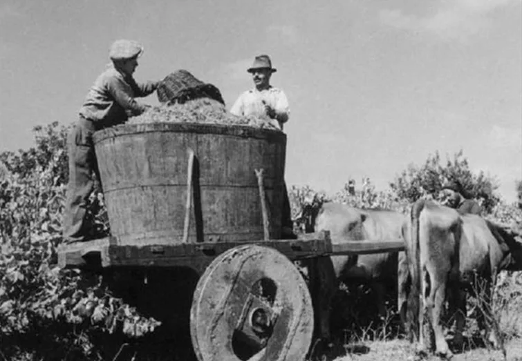 vindimas-casas-de-santar